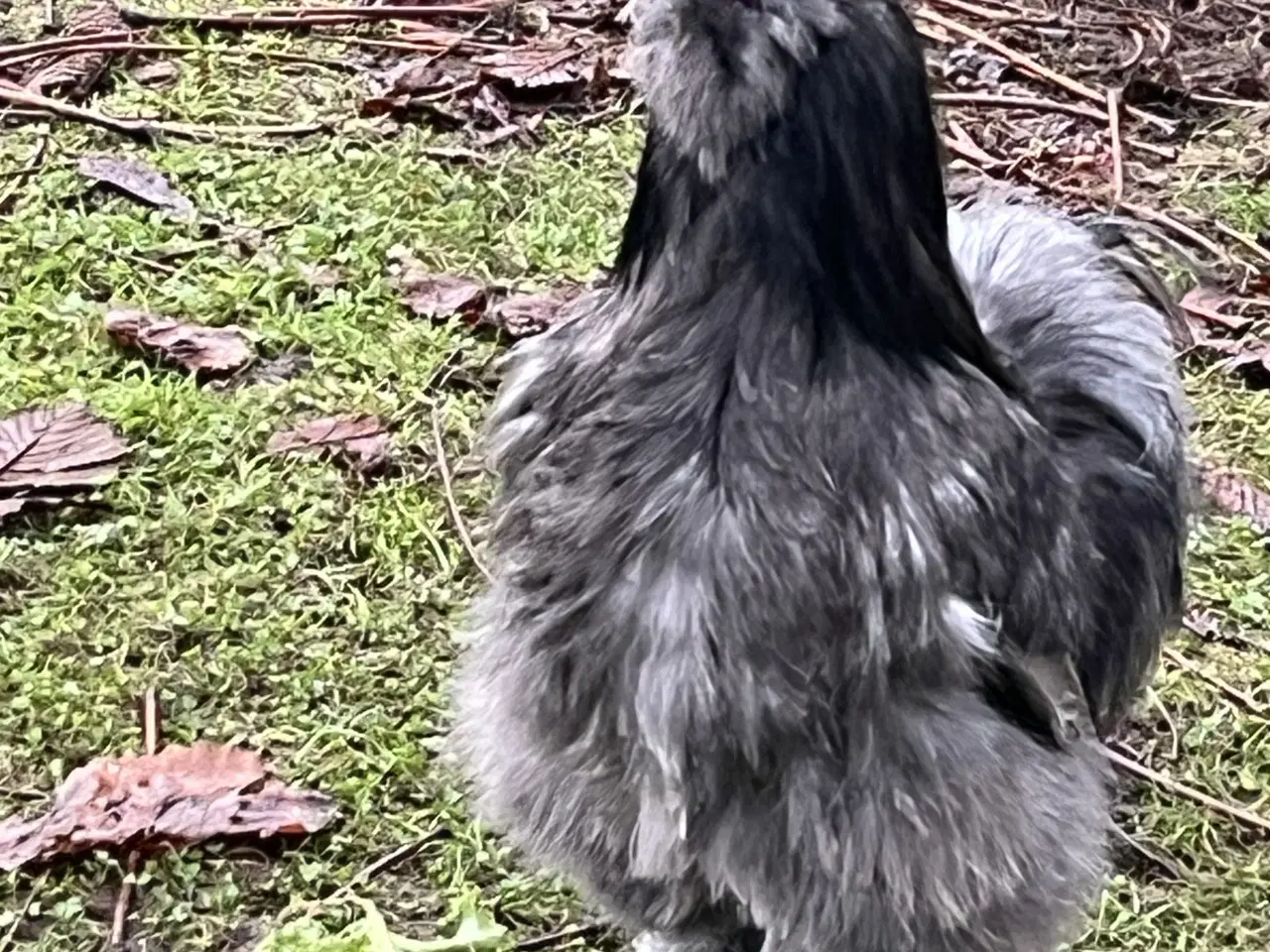 Billede 3 - To smukke haner