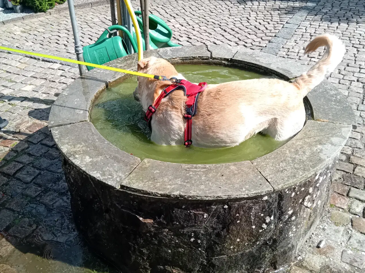 Billede 5 - Lys labrador 2.5 år tilbydes til avl 