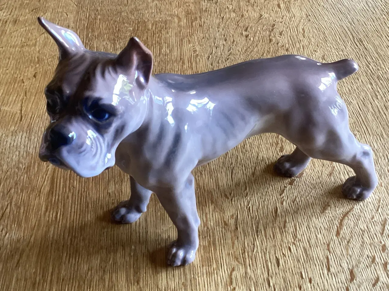 Billede 2 - DJ Bokser Hund