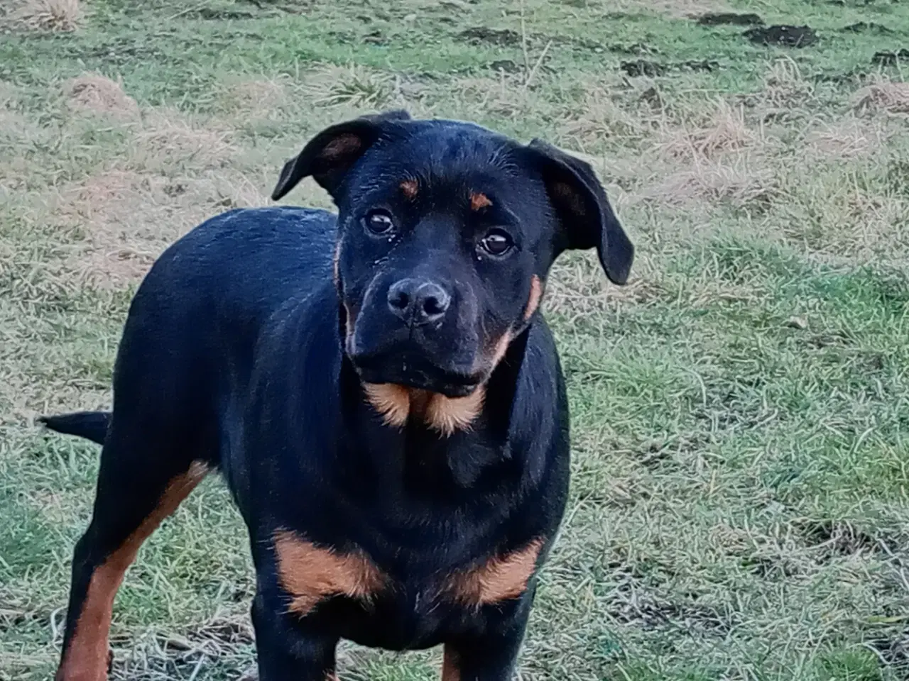 Billede 3 - Frække Cane corso x rottweiler hybrid søger rette 