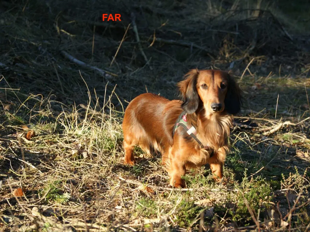 Billede 7 - Søde, charmerende og kærlige gravhunde hvalpe