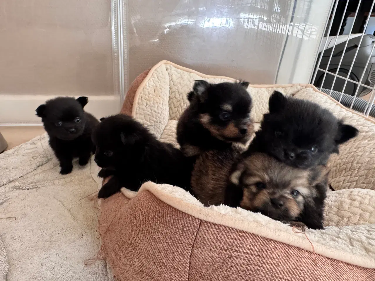 Billede 4 - Pomchi hvalpe 