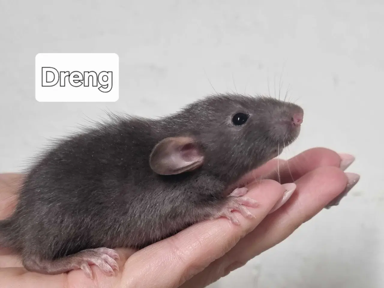 Billede 2 - Dumbo rotteunger