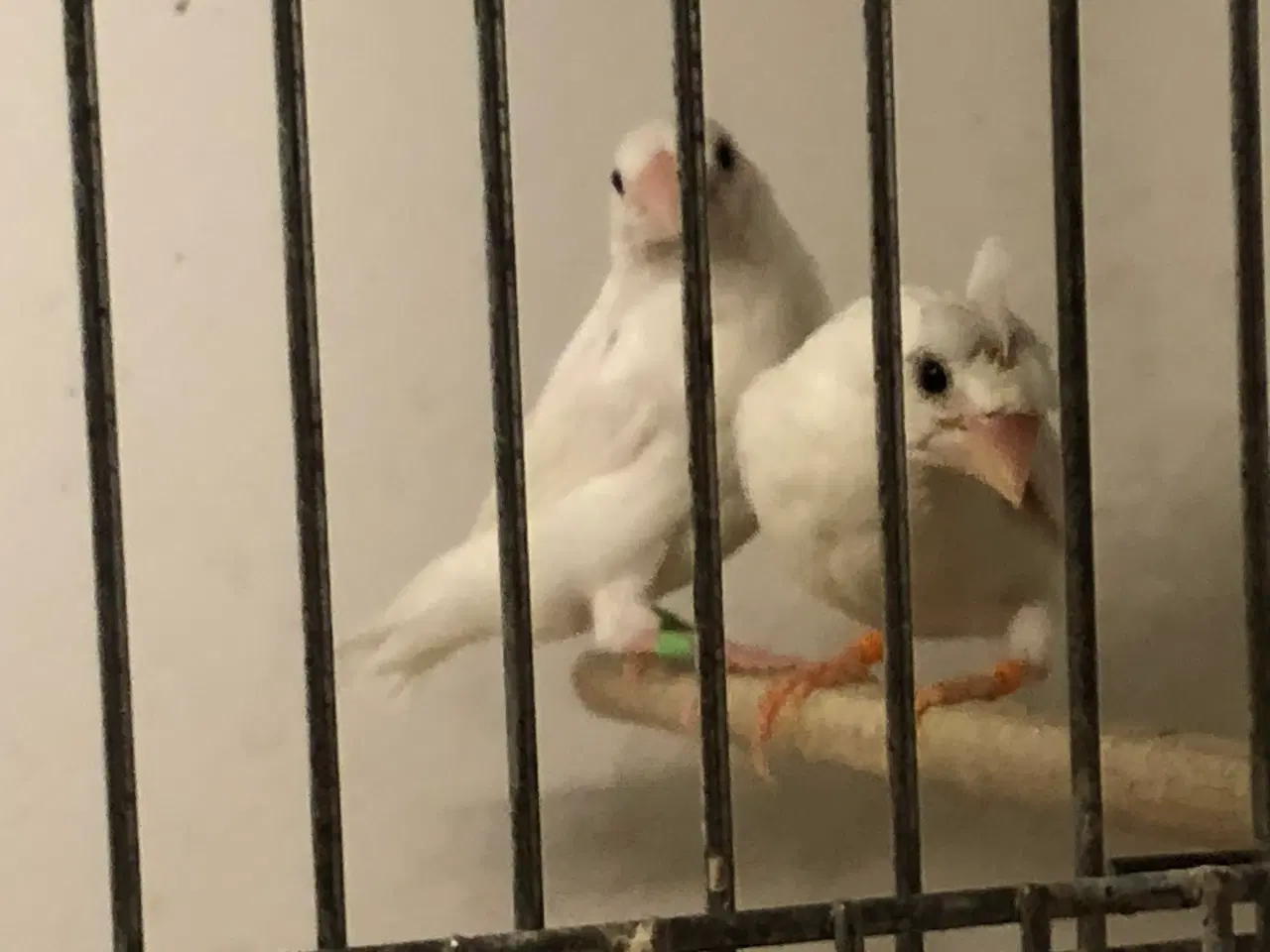 Billede 3 - hvide mågefinker