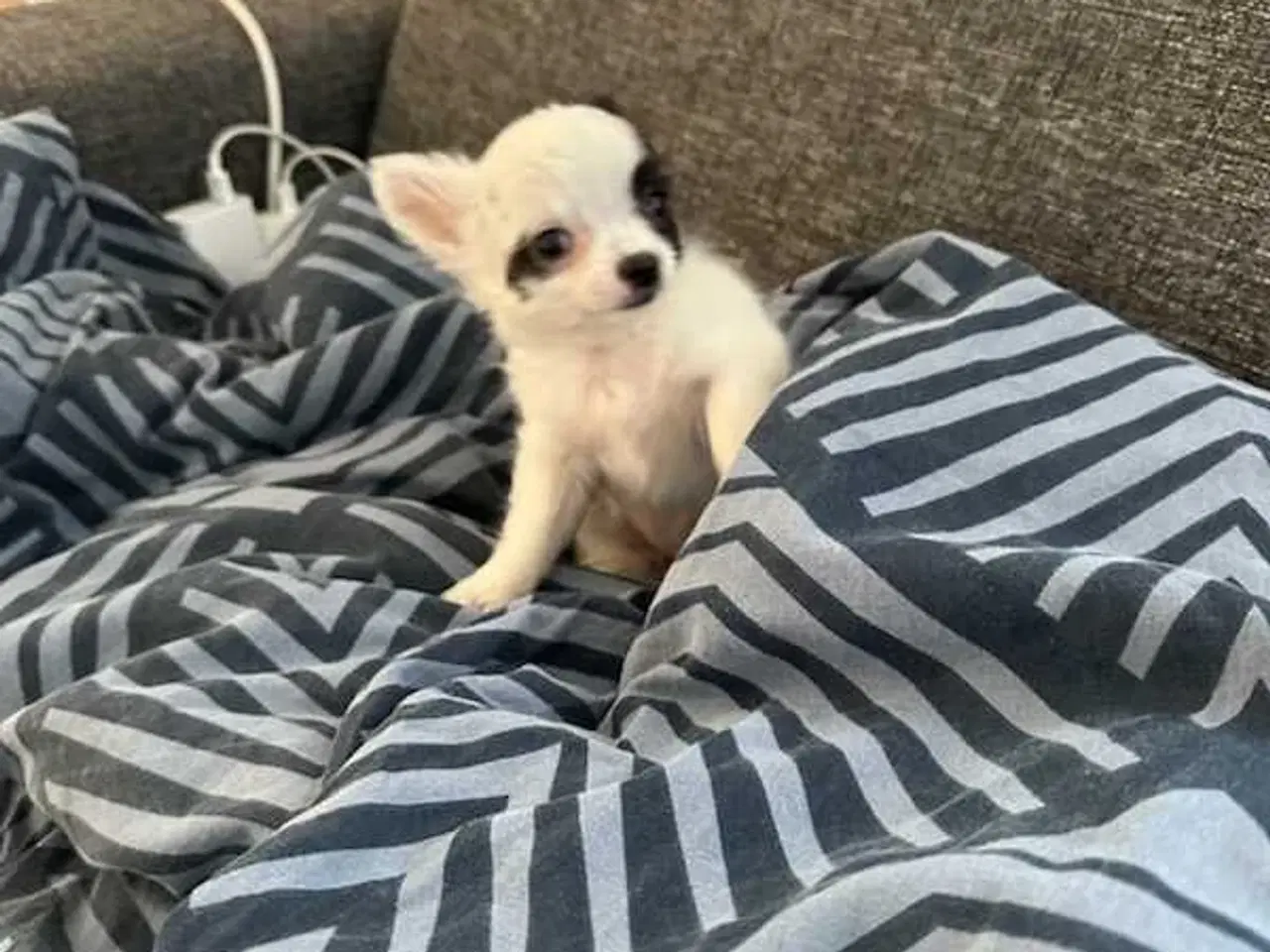 Billede 10 - Chihuahua pige 