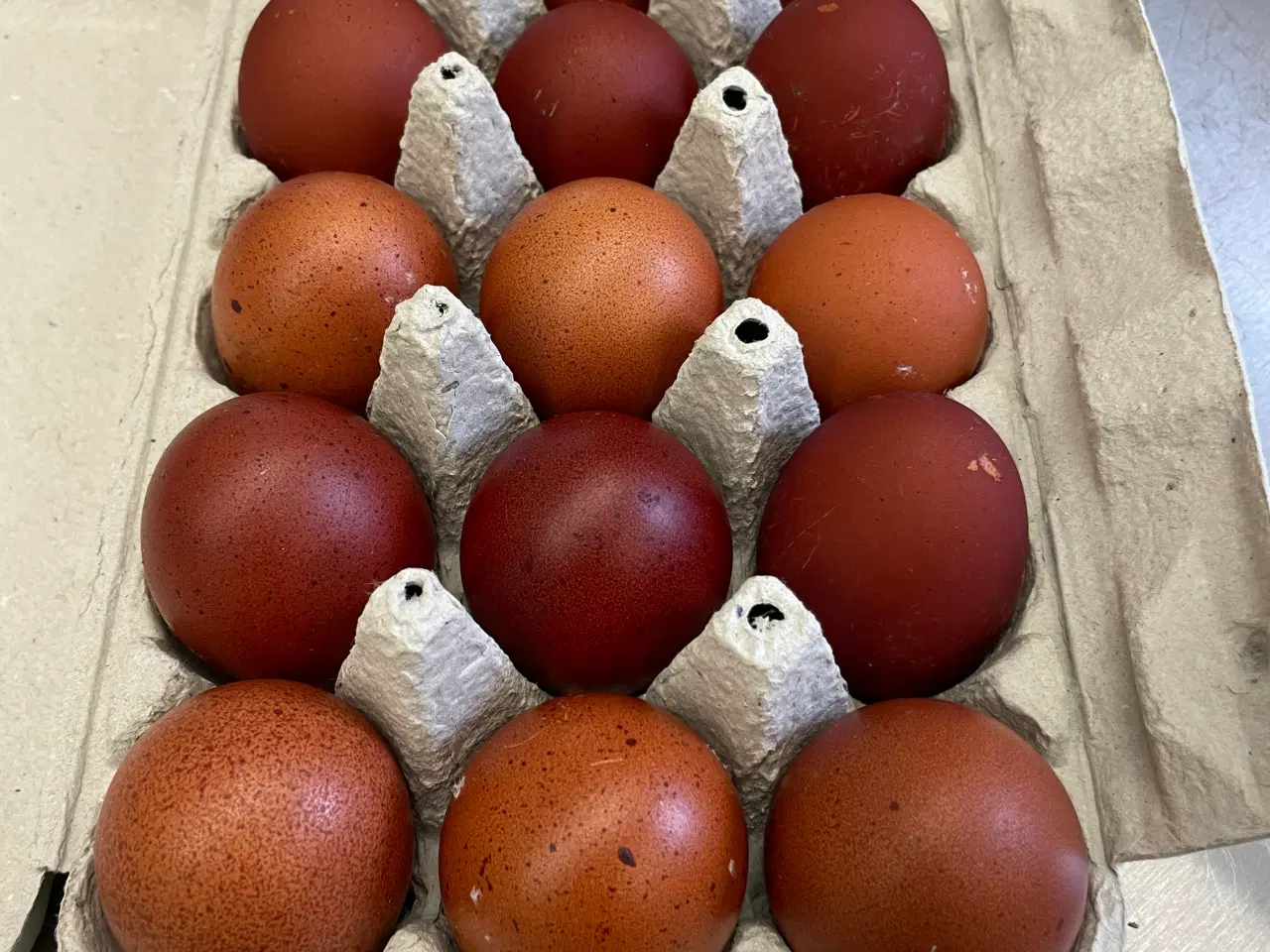 Billede 1 - Sort kobber Maran rugeæg 