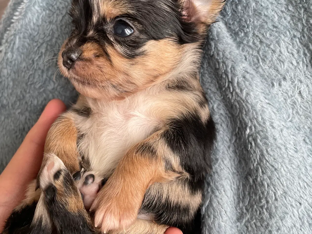 Billede 2 - Chihuahua 