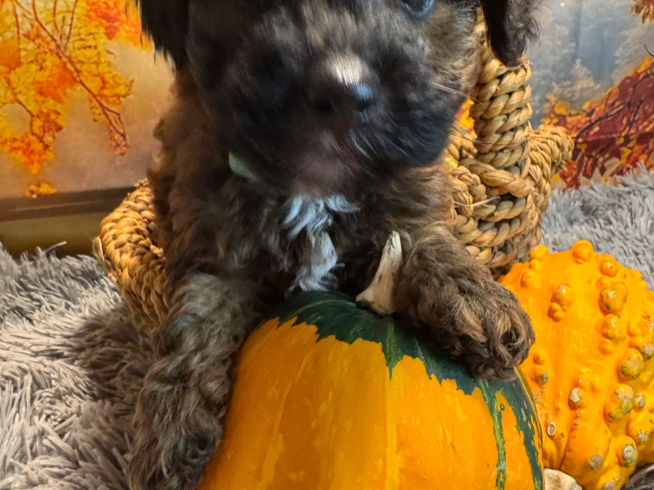 Billede 4 - 🐾✨ Skønne Maltipoo hvalpe klar til deres nye fami