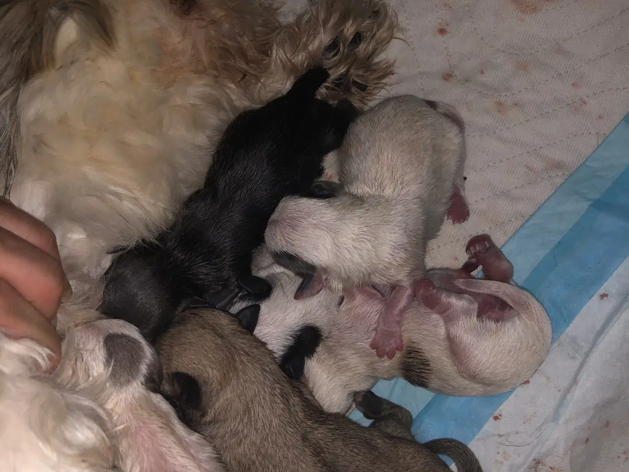 Billede 3 - Shih Tzu/ Chihuahua blanding