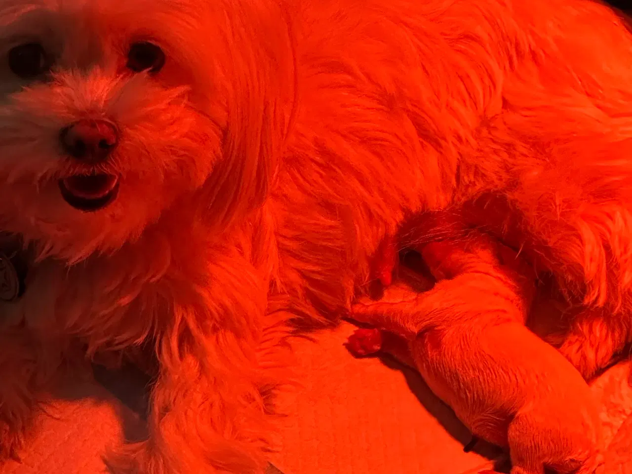 Billede 2 - Malteser hvalp