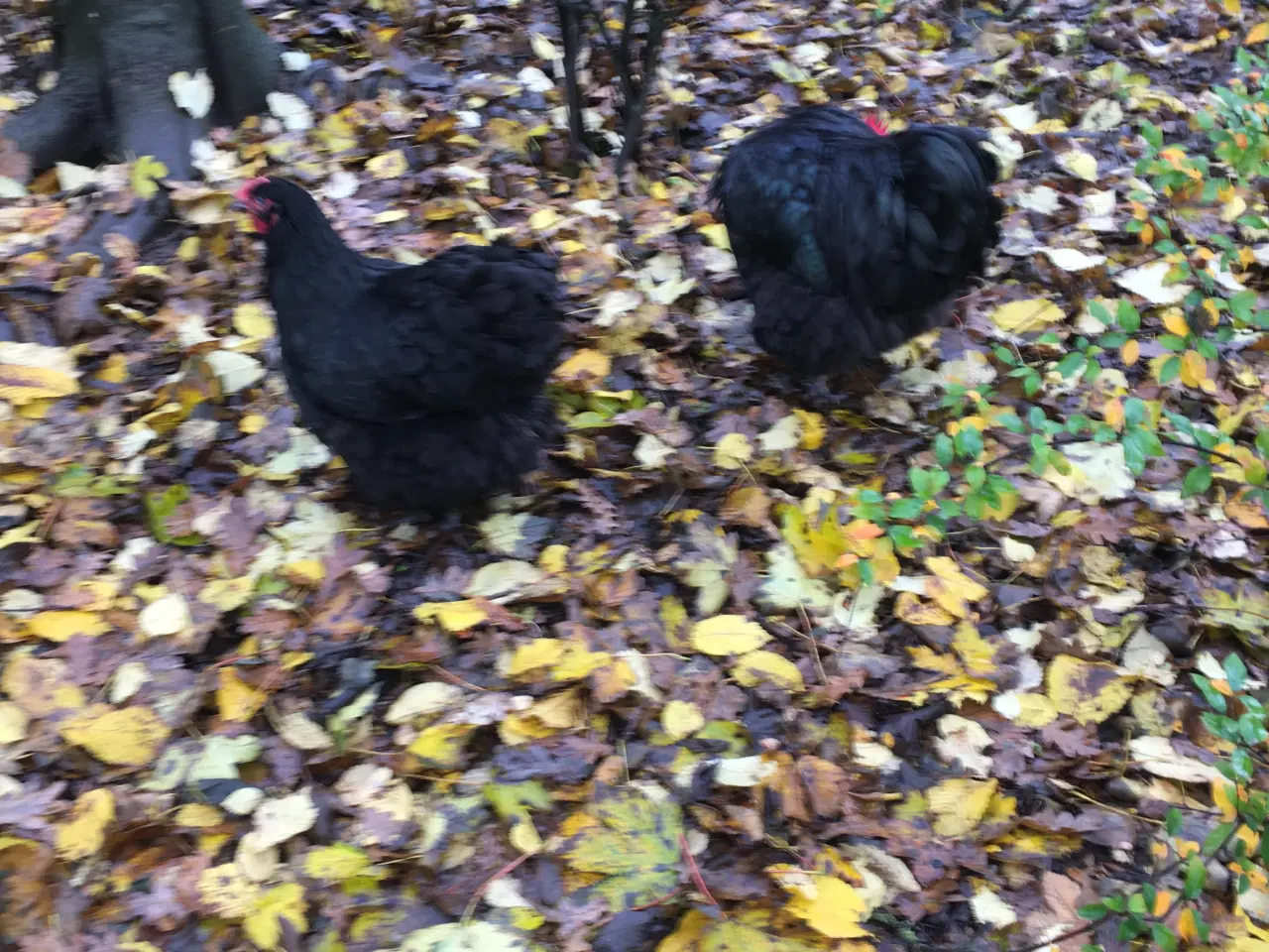 Billede 3 - Sort Orpington hane.