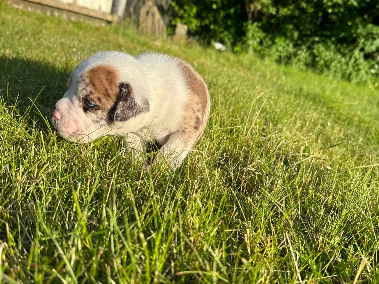 Billede 13 - Old English bulldog hvalpe