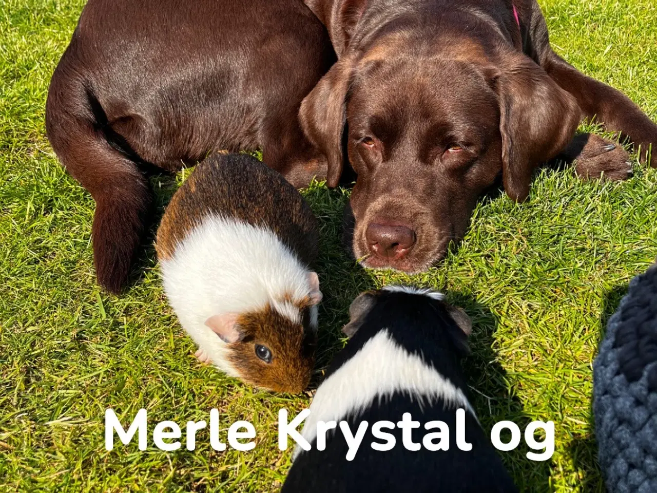 Billede 8 - Brun labrador hvalp m stamtavle og sundeste gener