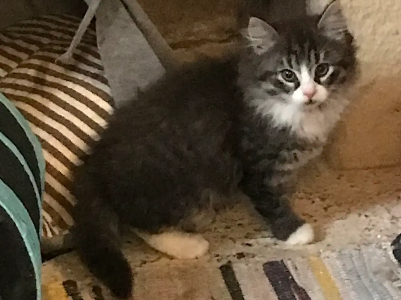 Billede 2 - Lækker han