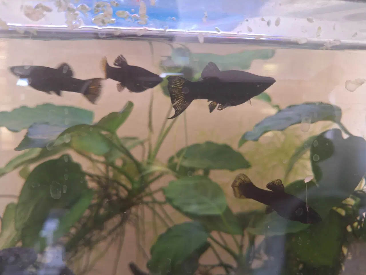 Billede 3 - Molly-mix søger nyt hjem