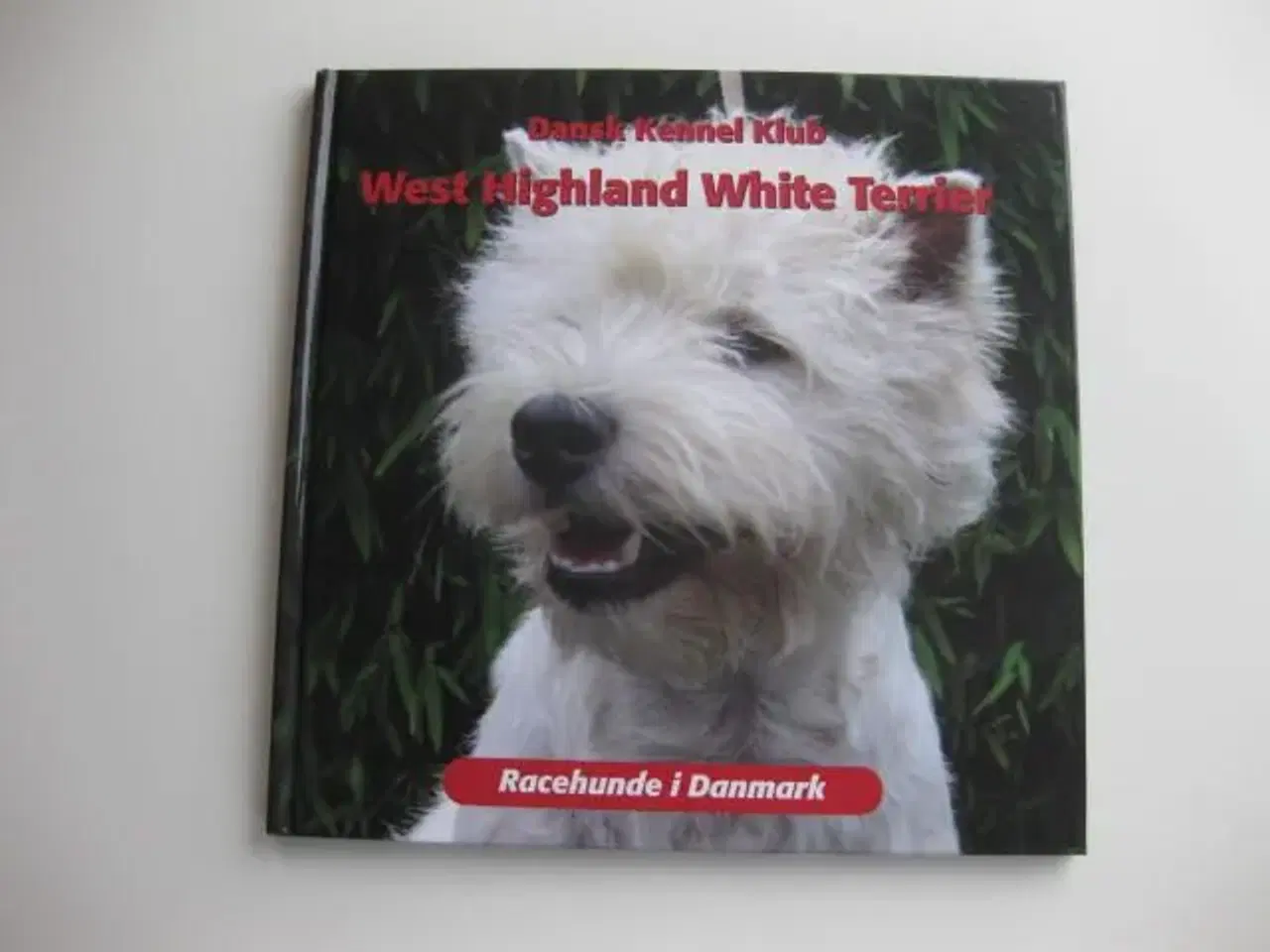 Billede 1 - West Highland White Terrier