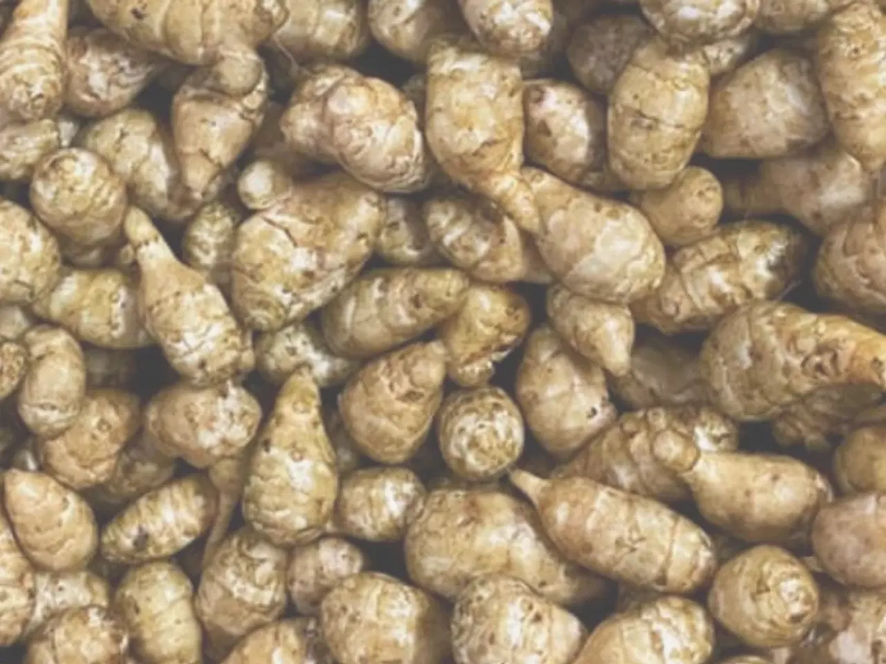 Billede 2 - Jordskokker sælges