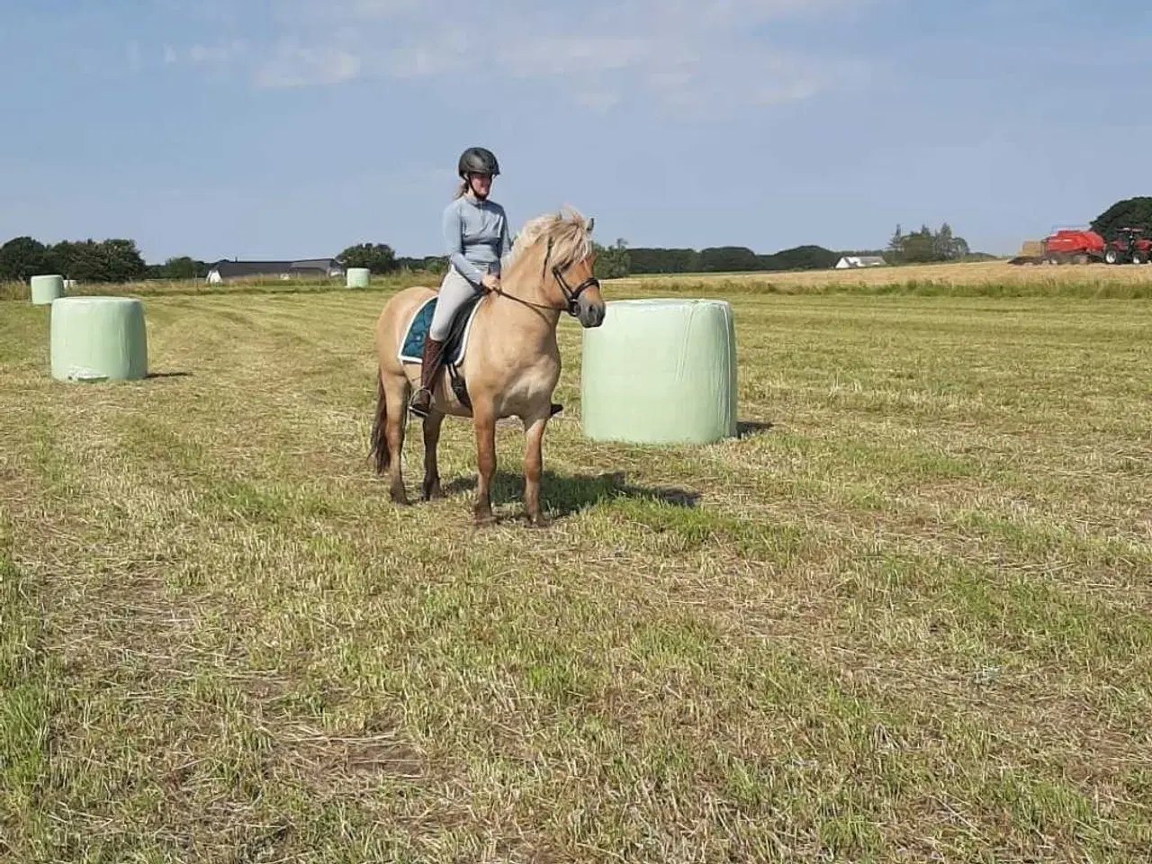 Billede 4 - Rødblakke Fjordhorse stallion 5years old