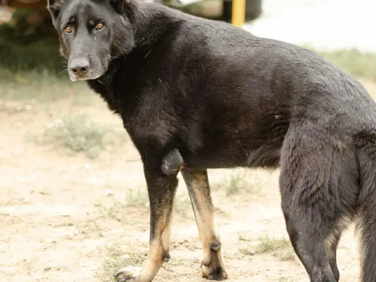 Billede 12 - Smukke Dio søger familie💙