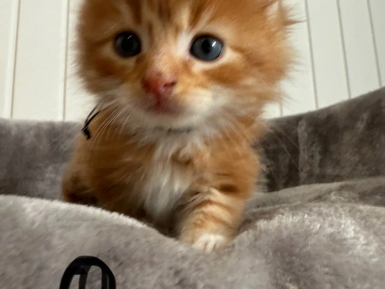 Billede 11 - Maine coon killinger uden tavle