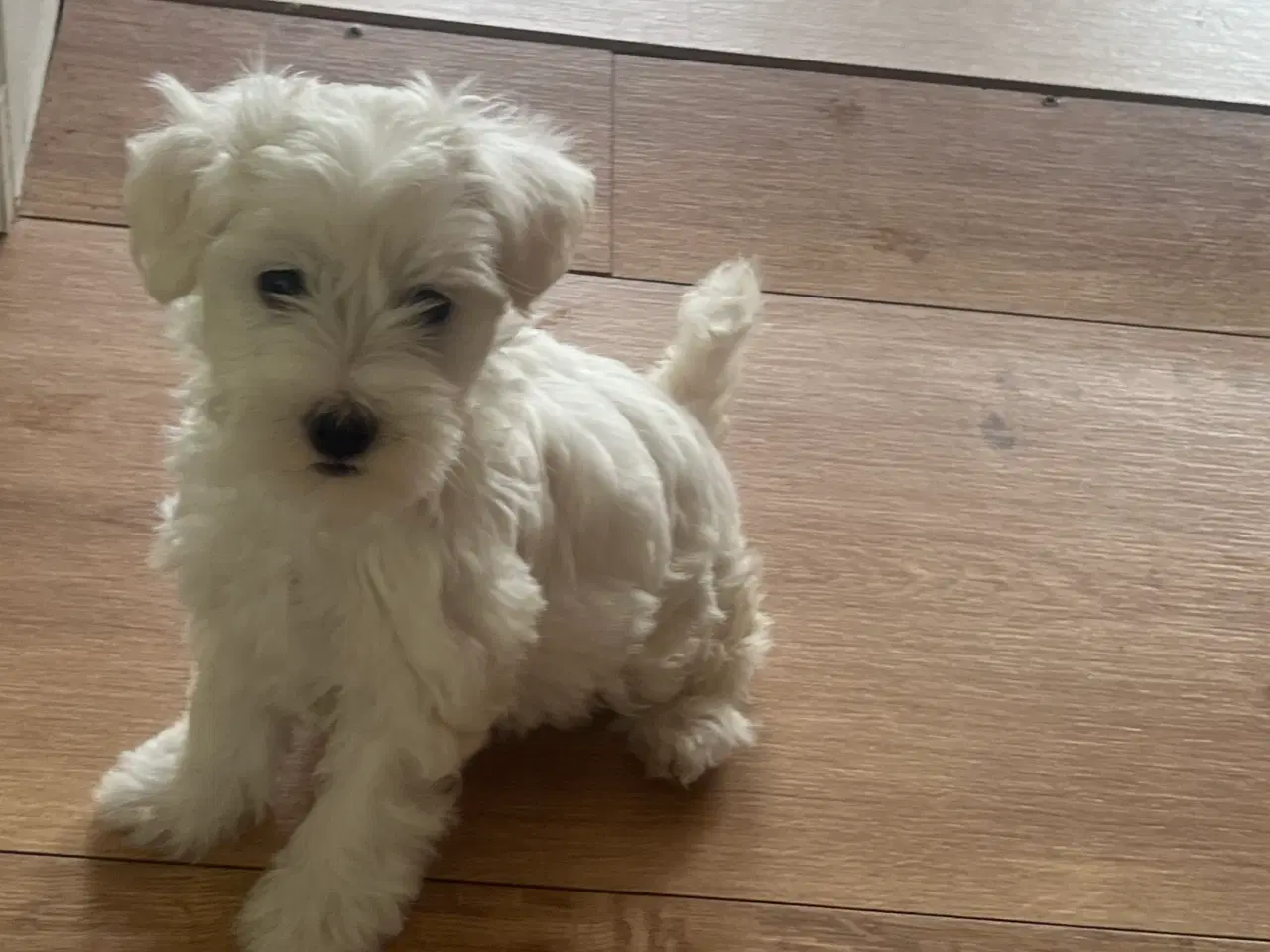 Billede 8 - Malteser/bichon hvalpe 