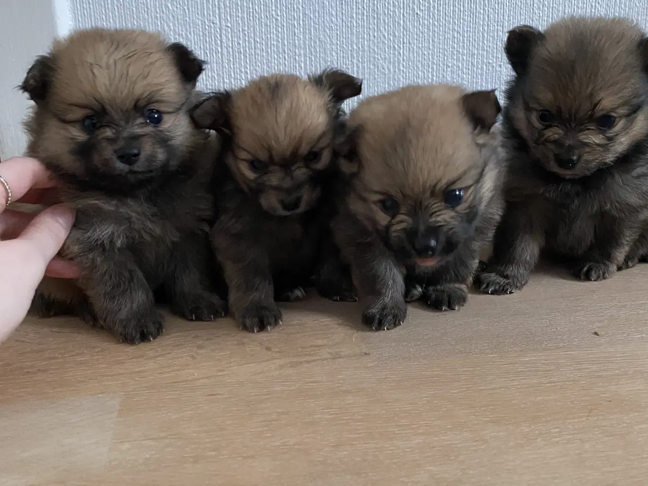 Billede 1 - Pomeranian hvalpe 4 drenge