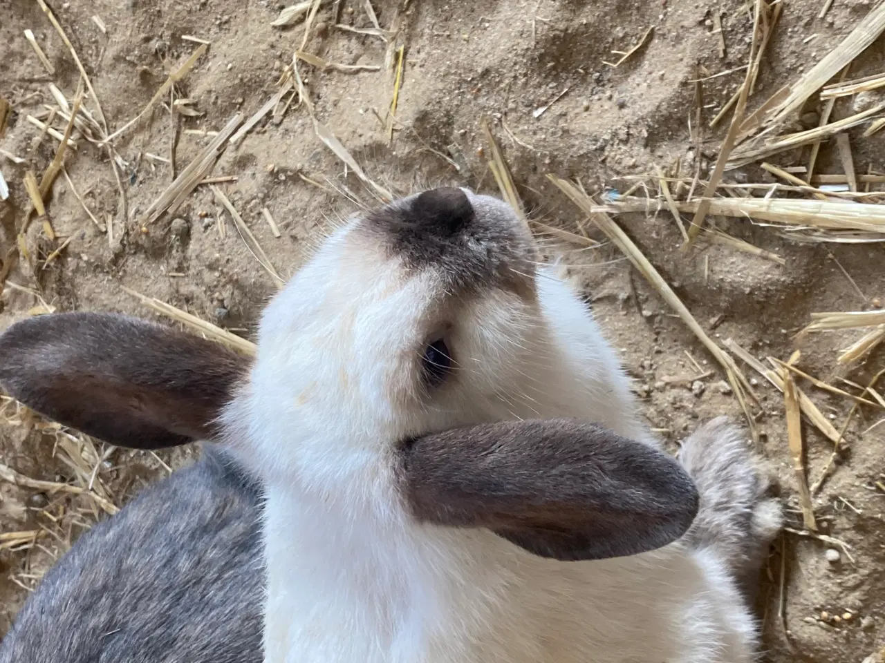 Billede 3 - Mini-lop kaniner