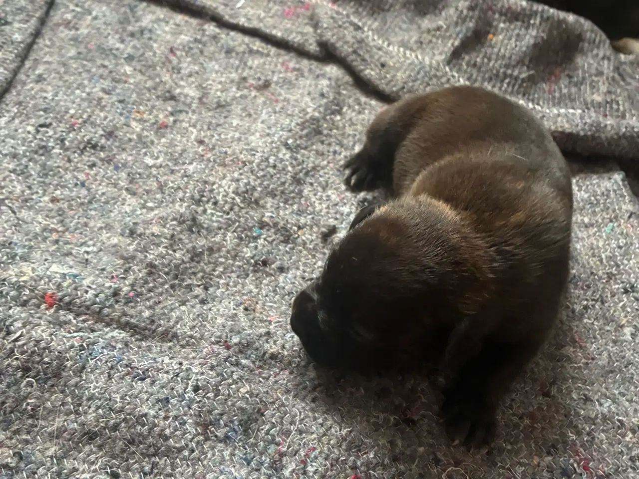 Billede 5 - 4 hvalpe staff 