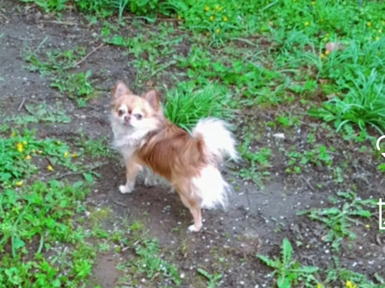 Billede 1 - Chihuahua M/stamtavle Avl