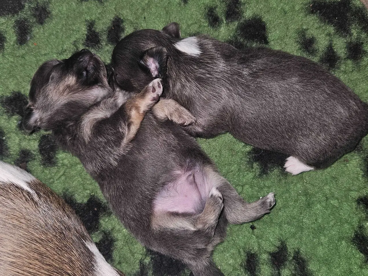 Billede 11 - 3 drenge 2 langhåret 1 korthårog 1 pige langhåret 