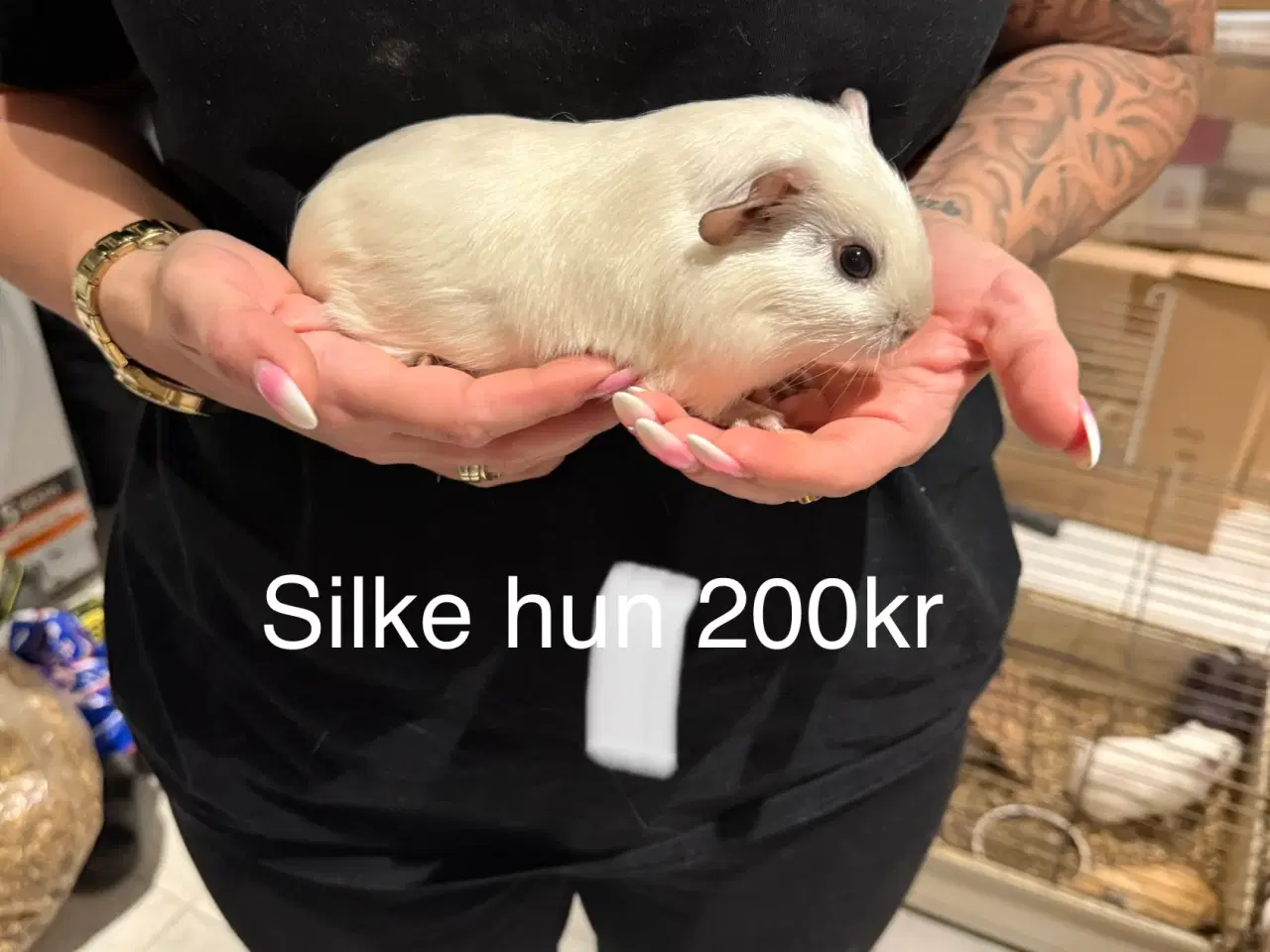 Billede 4 - Marsvin hun unger