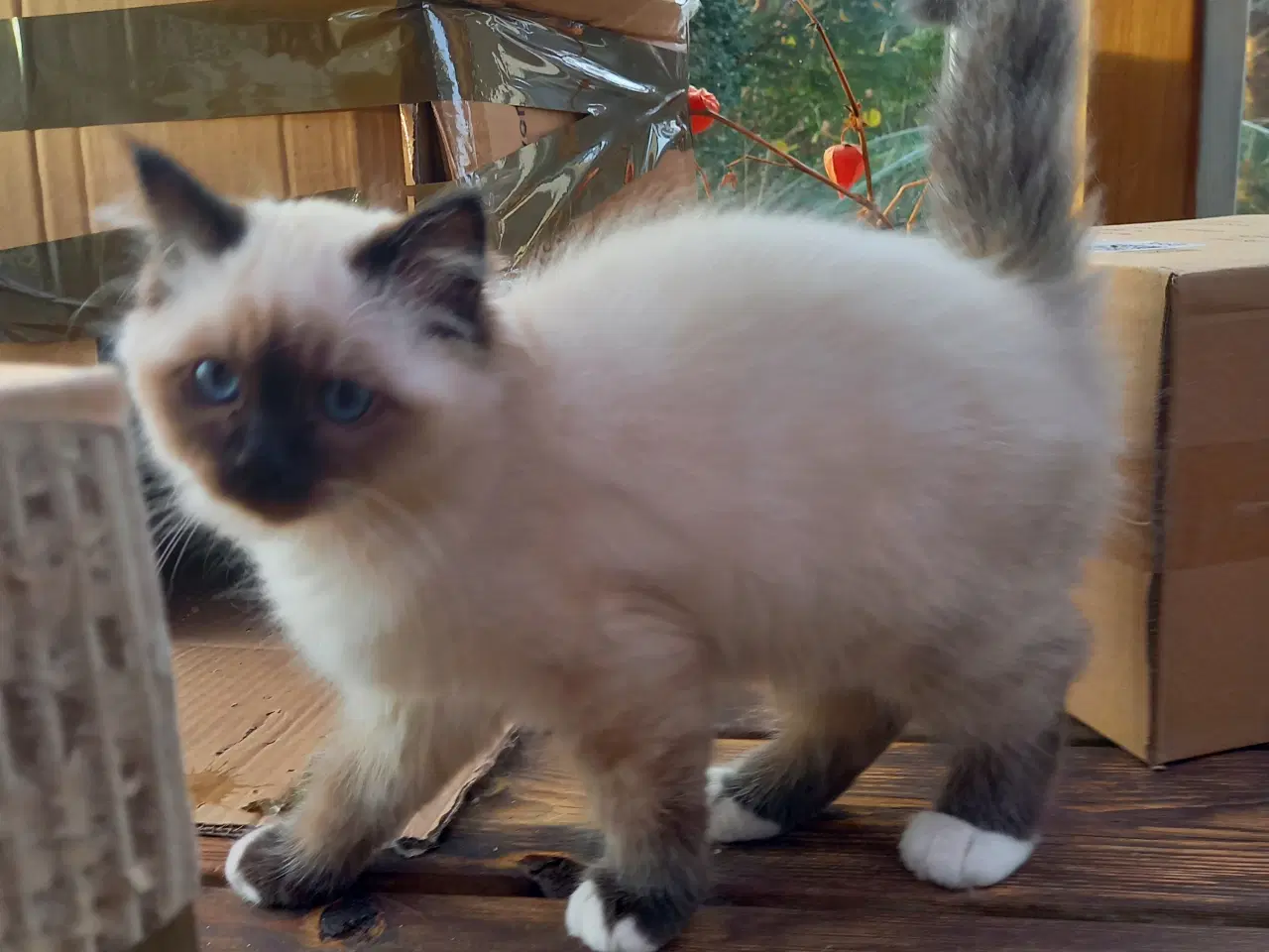 Billede 5 - Hellig Birma Killinger 