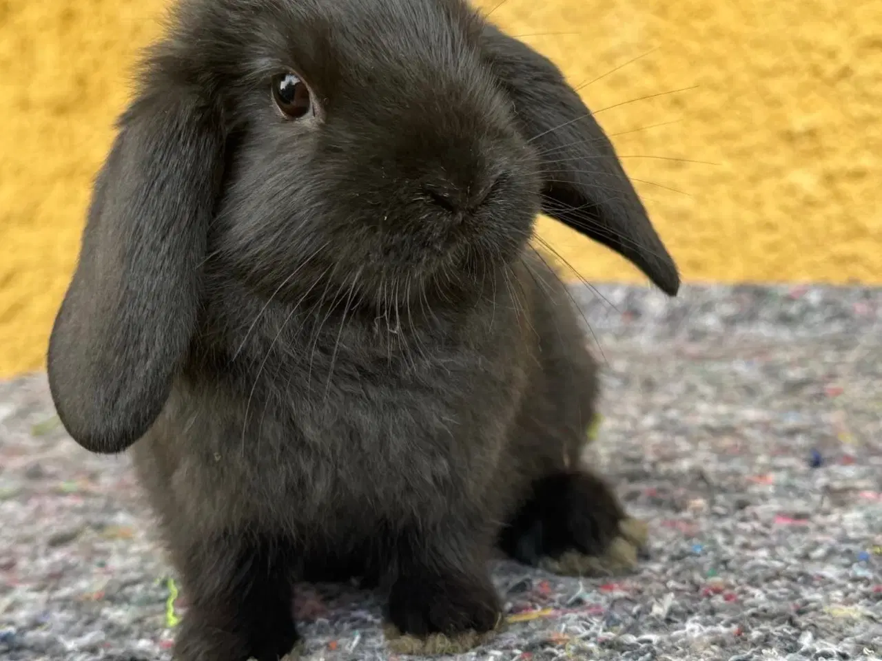 Billede 1 - Han Dværgvædder unge sælges 