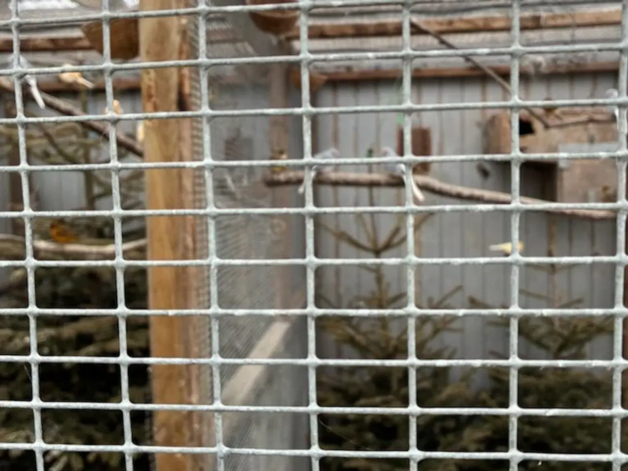 Billede 2 - Diamant duer i ude voliere