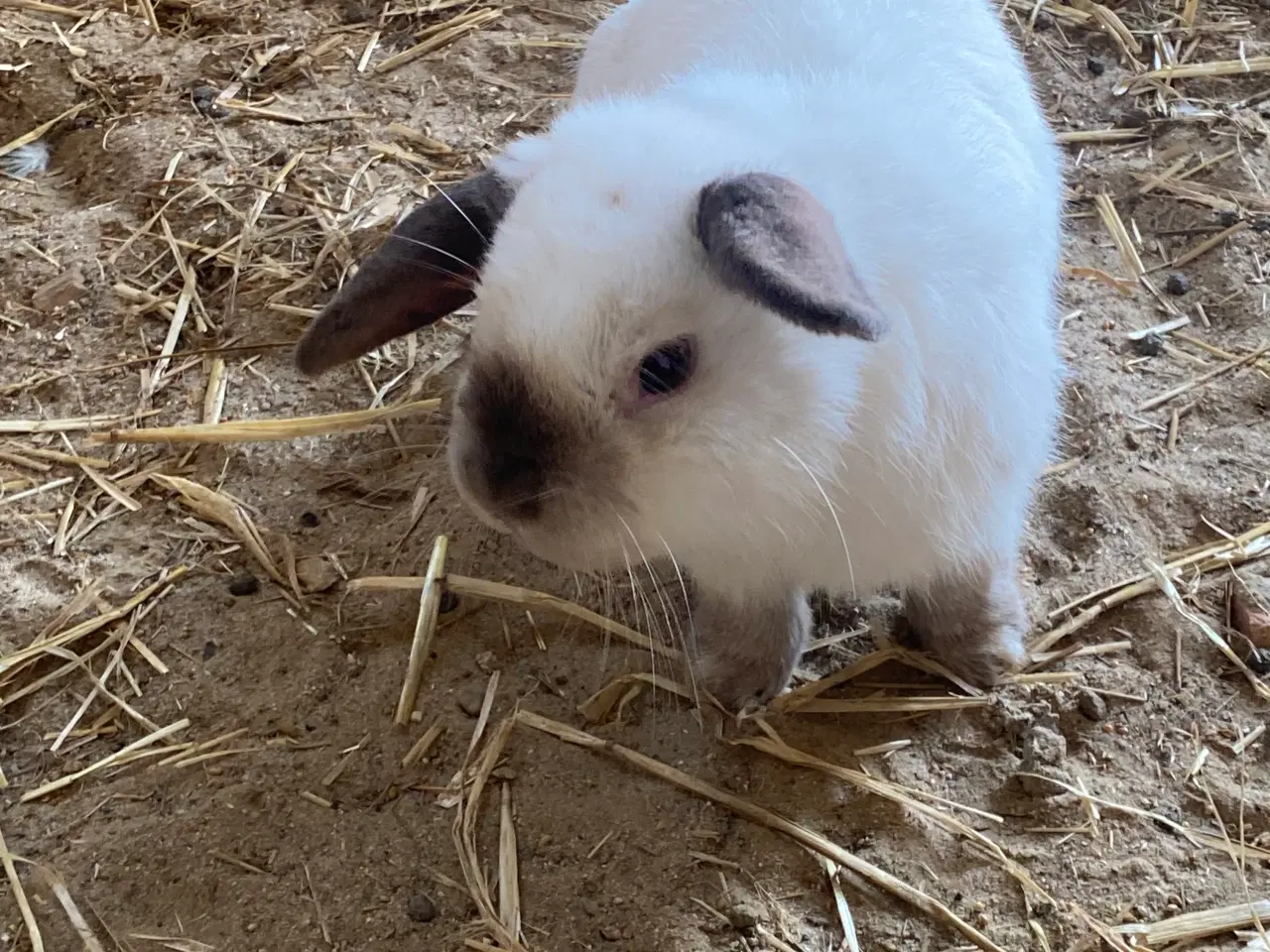 Billede 4 - Mini-lop kaniner