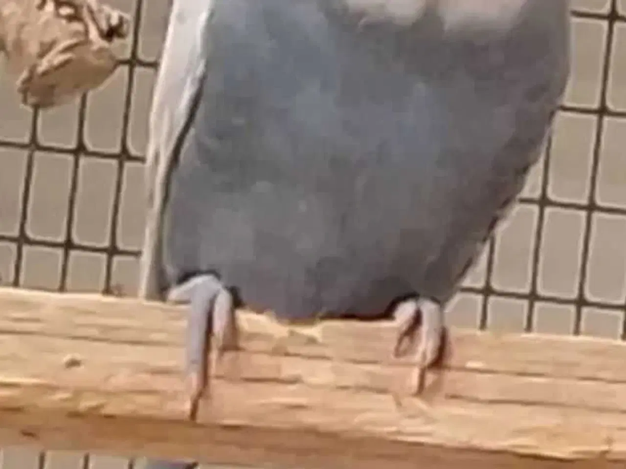 Billede 4 - Overskuds undulater 