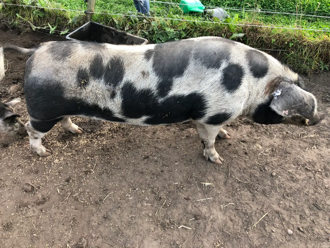 Billede 2 - Gl dansk landrace, Orne