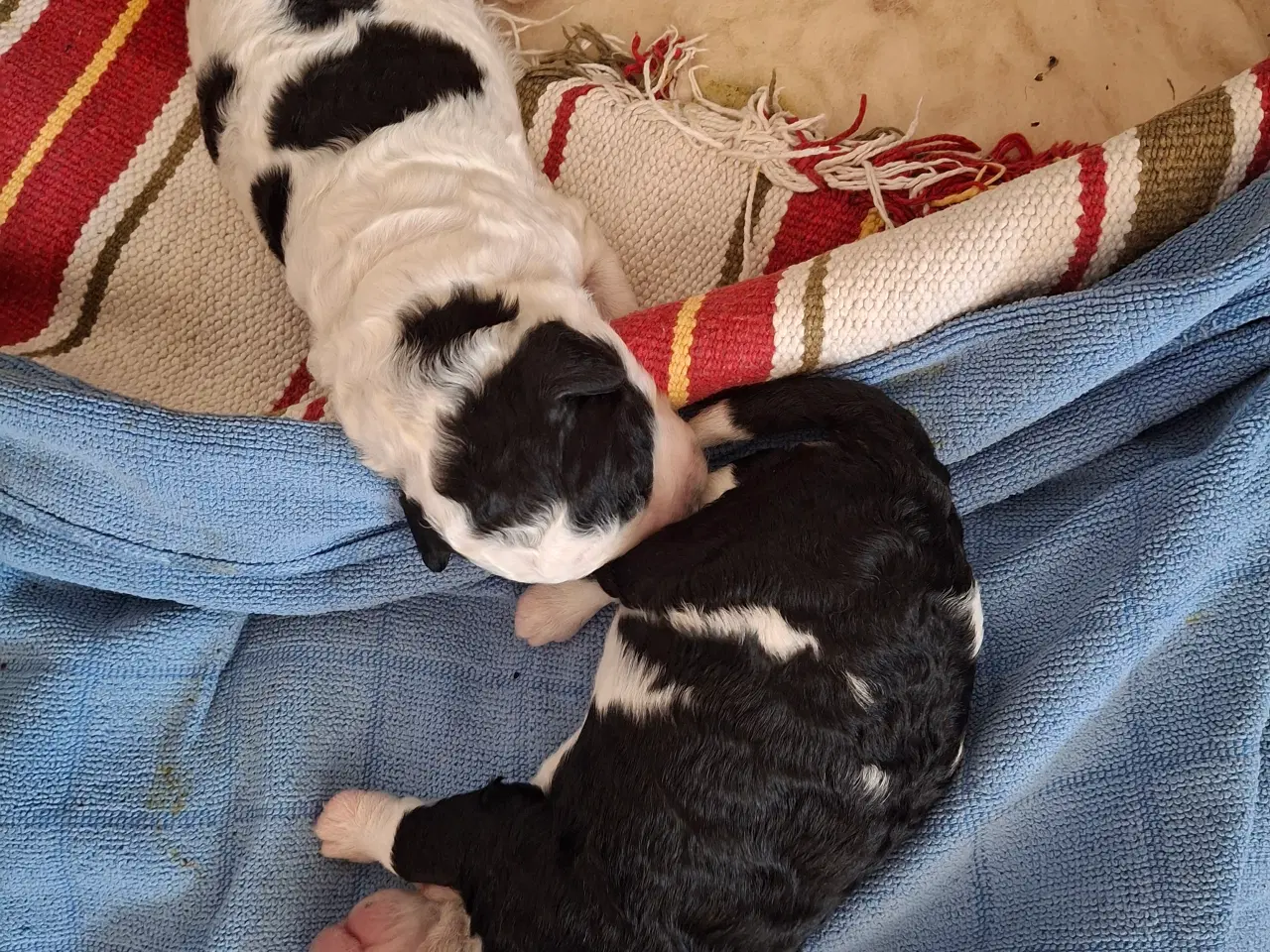 Billede 4 - Hvalpe af Spansk Vandhund
