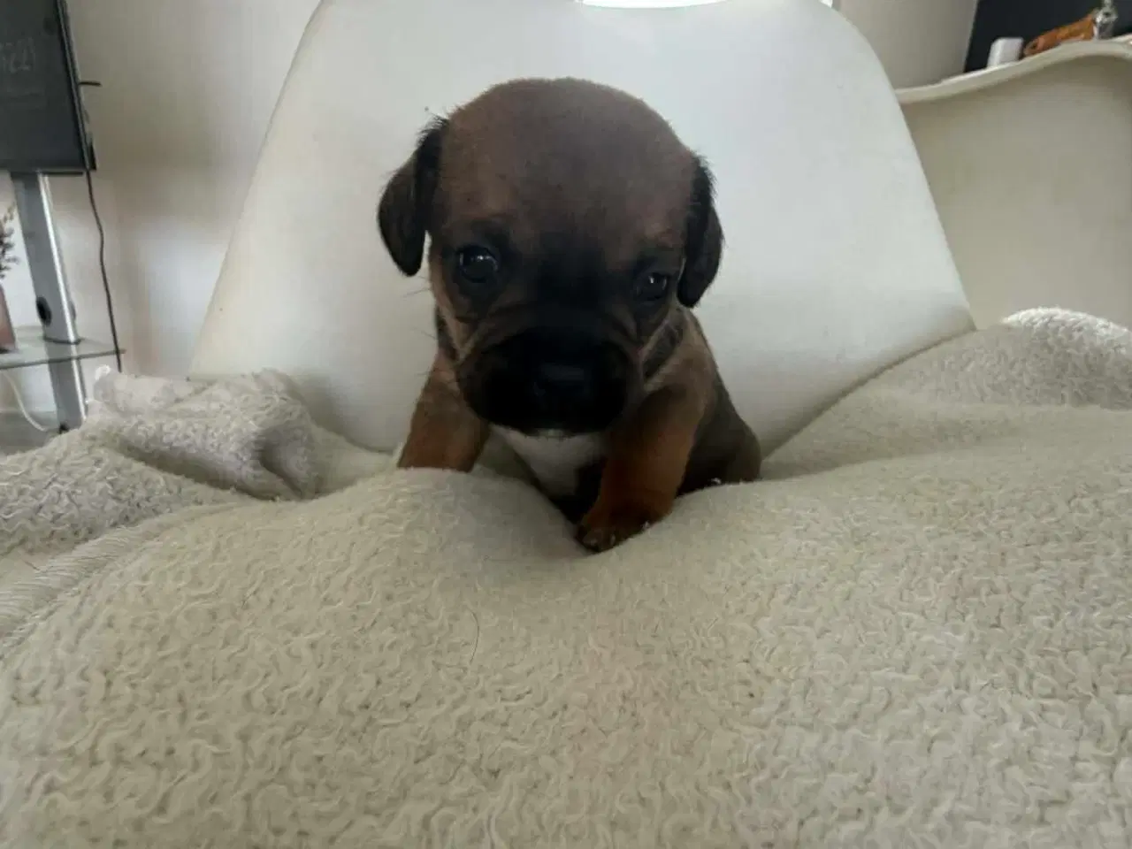 Billede 2 - Bl hvalpe beagle,bomuld,mops,gravhund