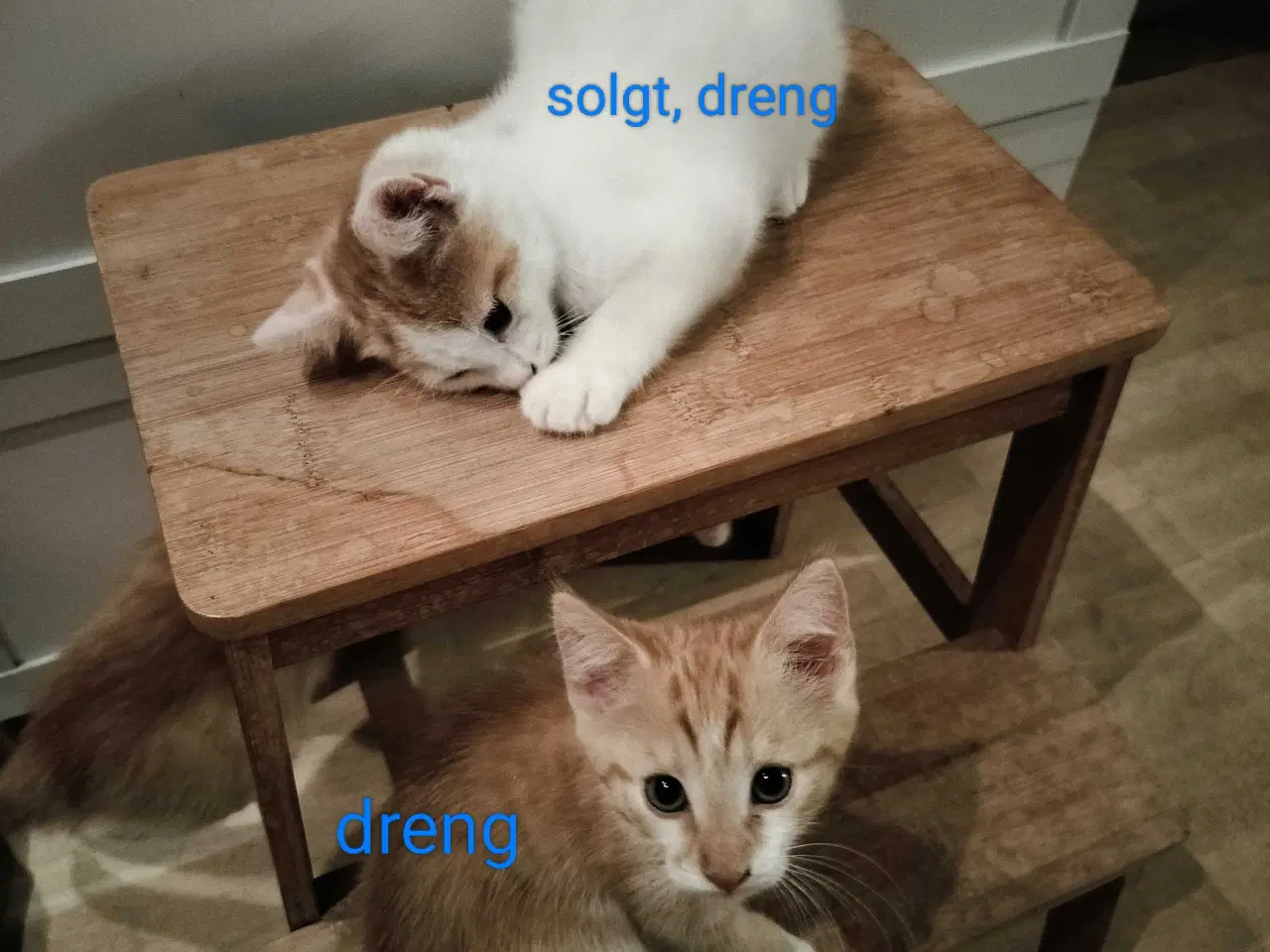 Billede 5 - Killinger snart klar