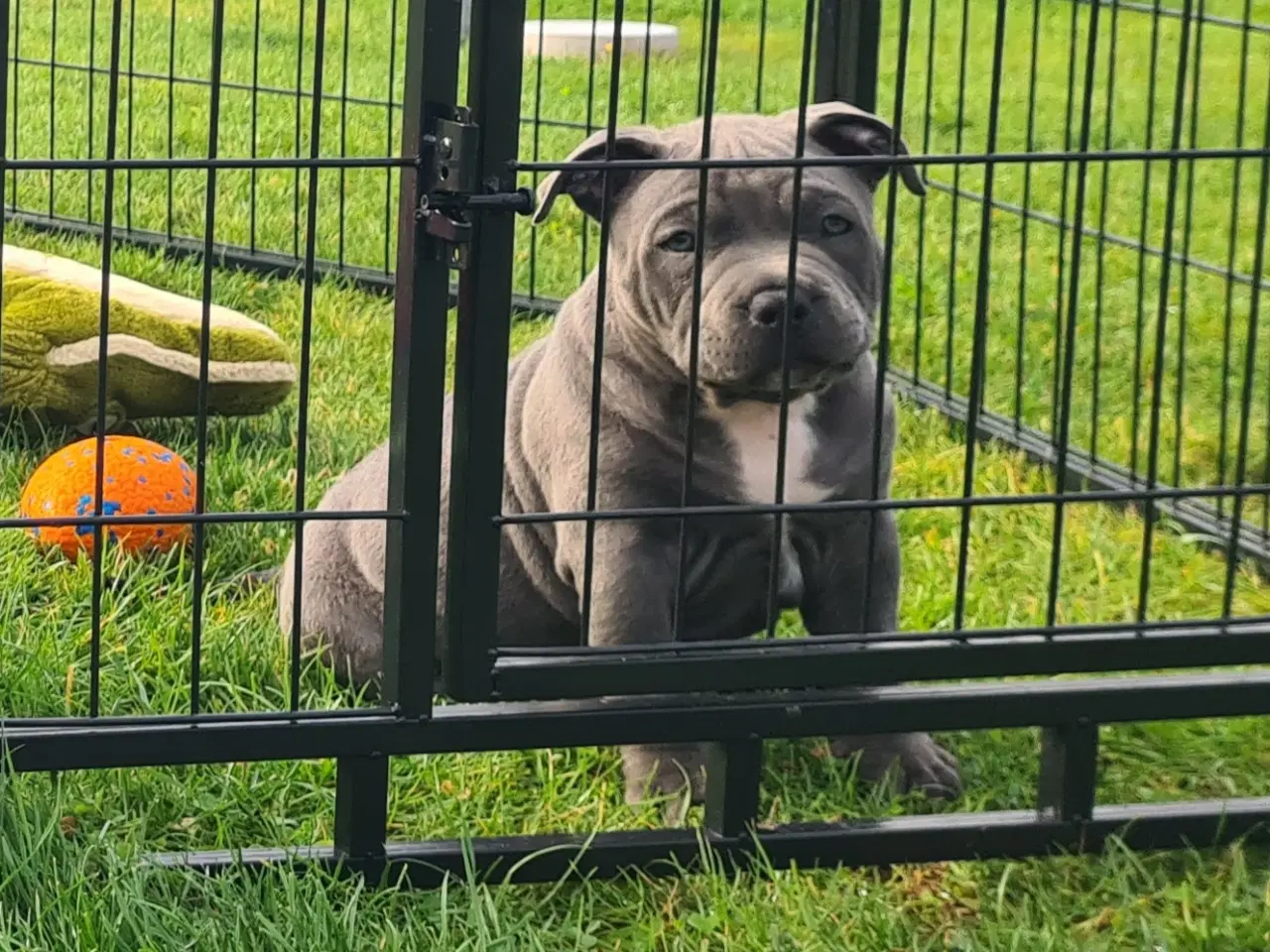 Billede 3 - American Bully pocket  Blå dreng 