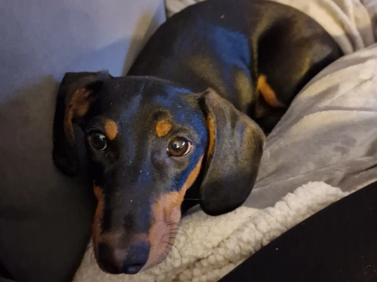 Billede 3 - Korthåret gravhund på 1,5år