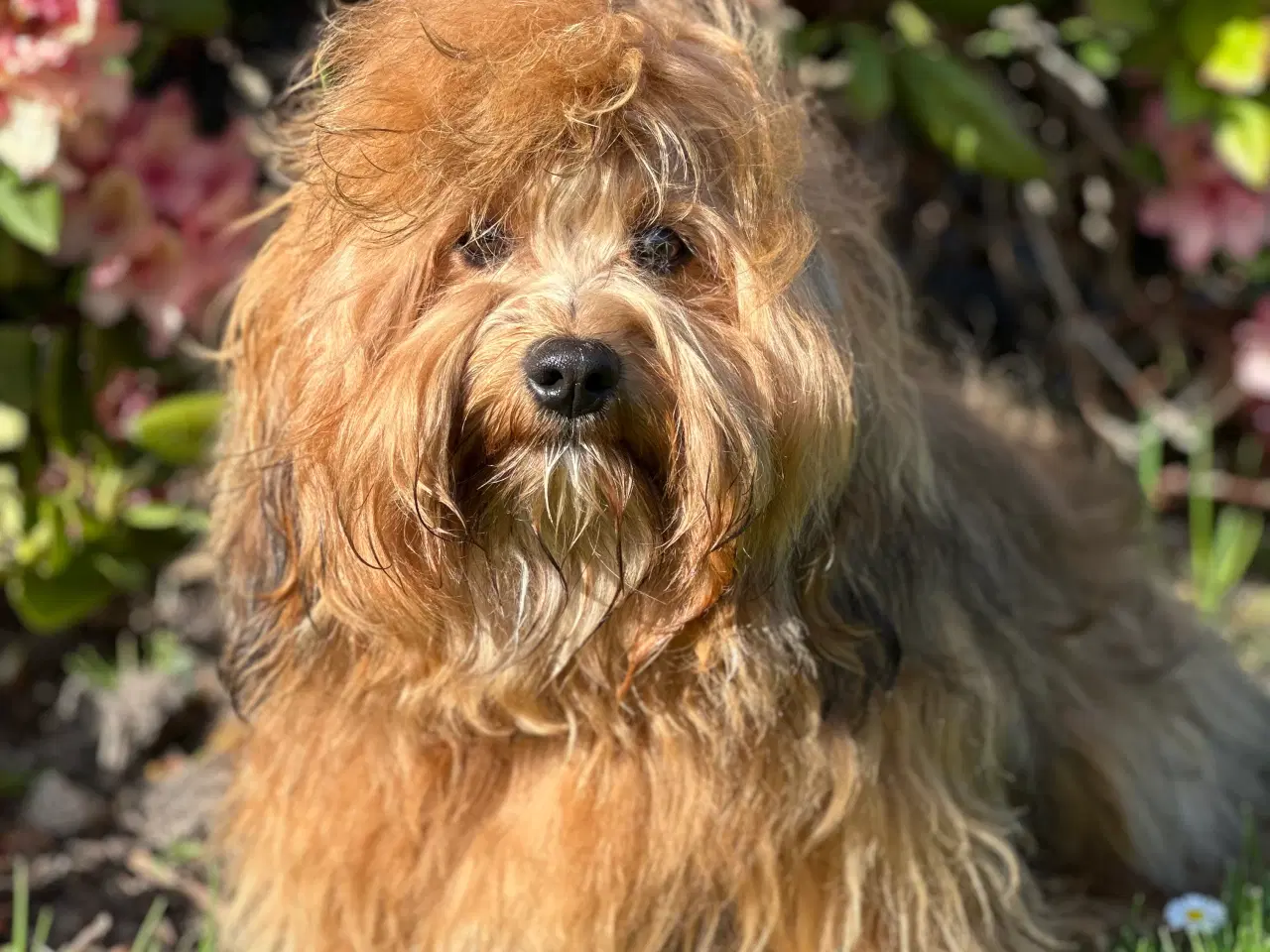 Billede 1 - Skønneste Bichon havanais han tilbydes til avl