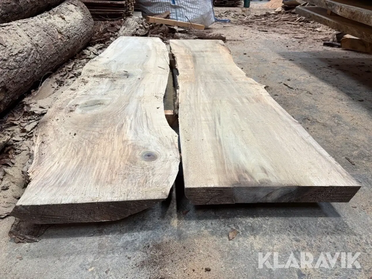 Billede 1 - Amerikansk tulipantræ 2 styk