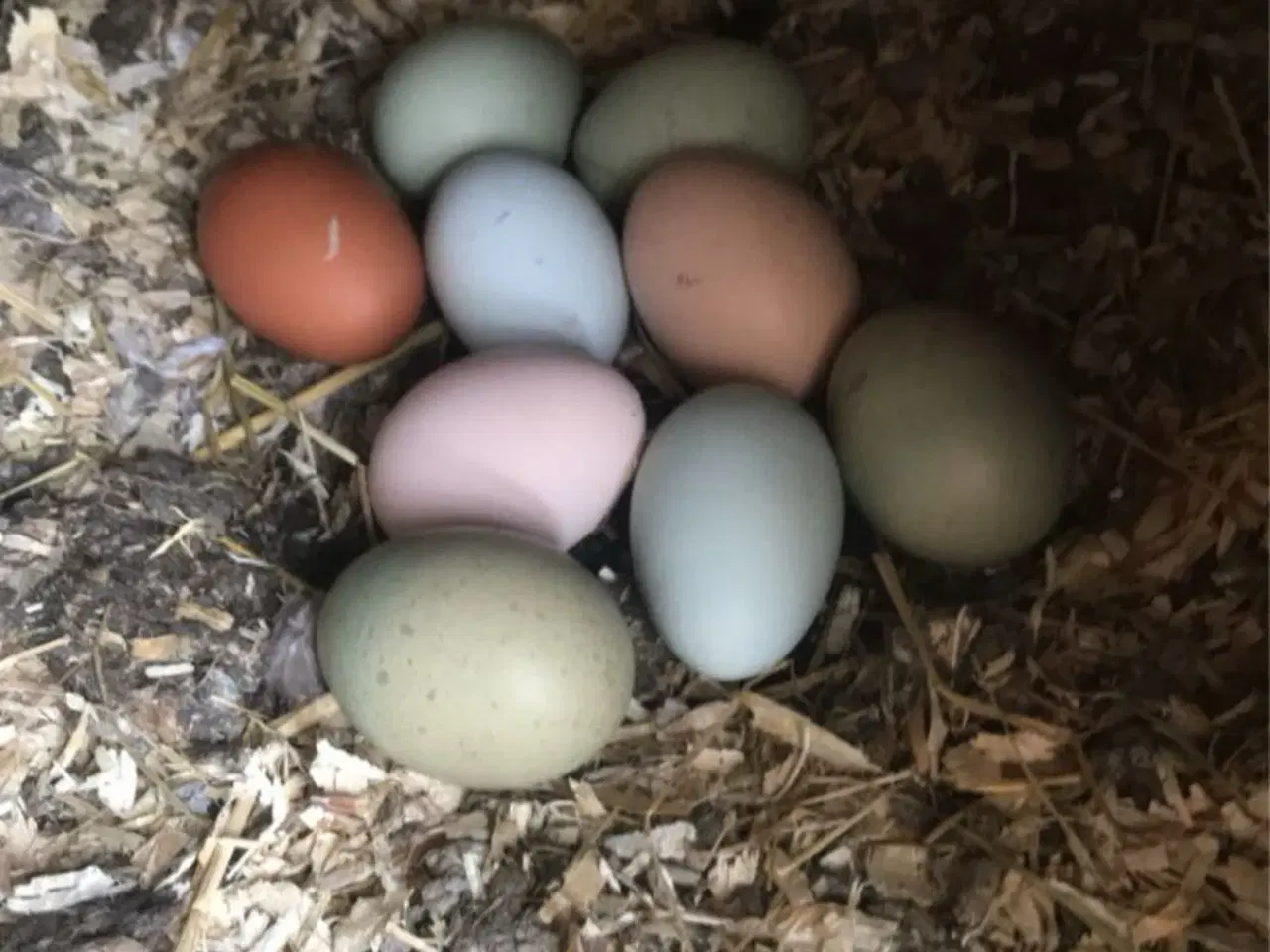 Billede 8 - Daggamle kyllinger og rugeæg 