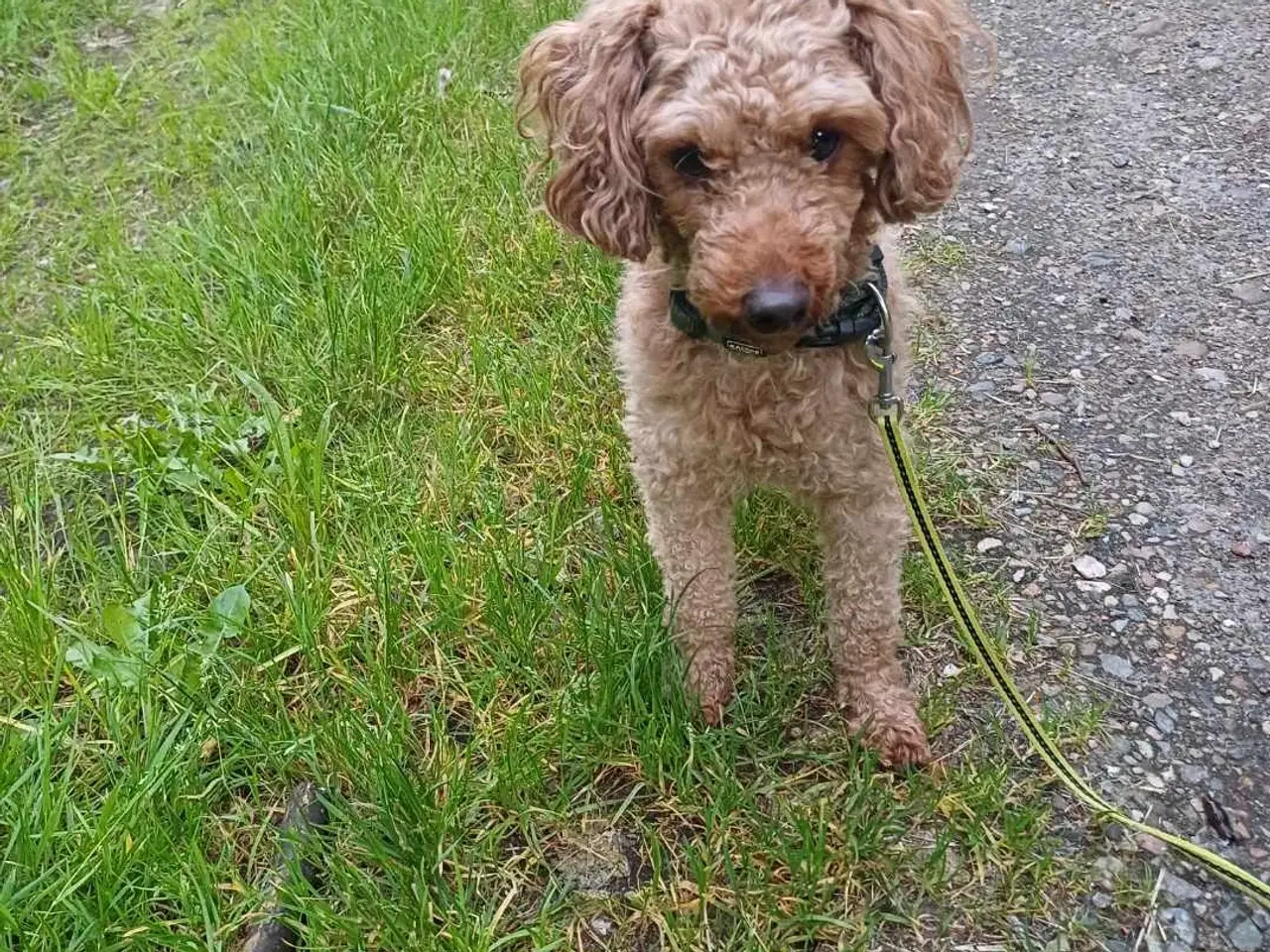 Billede 1 - DVÆRG PUDDEL SÆLGES. 