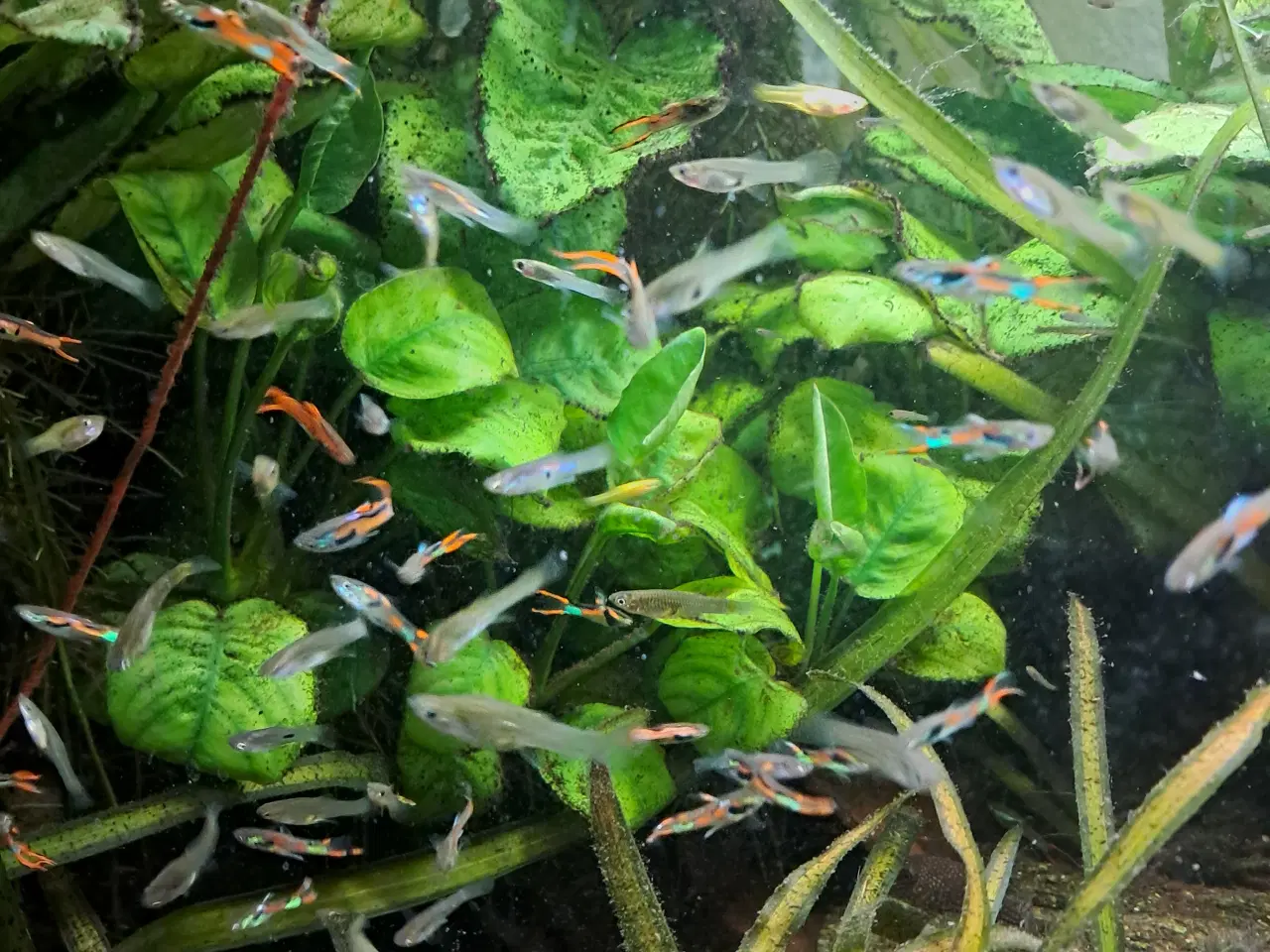 Billede 1 - Mix endler guppy 