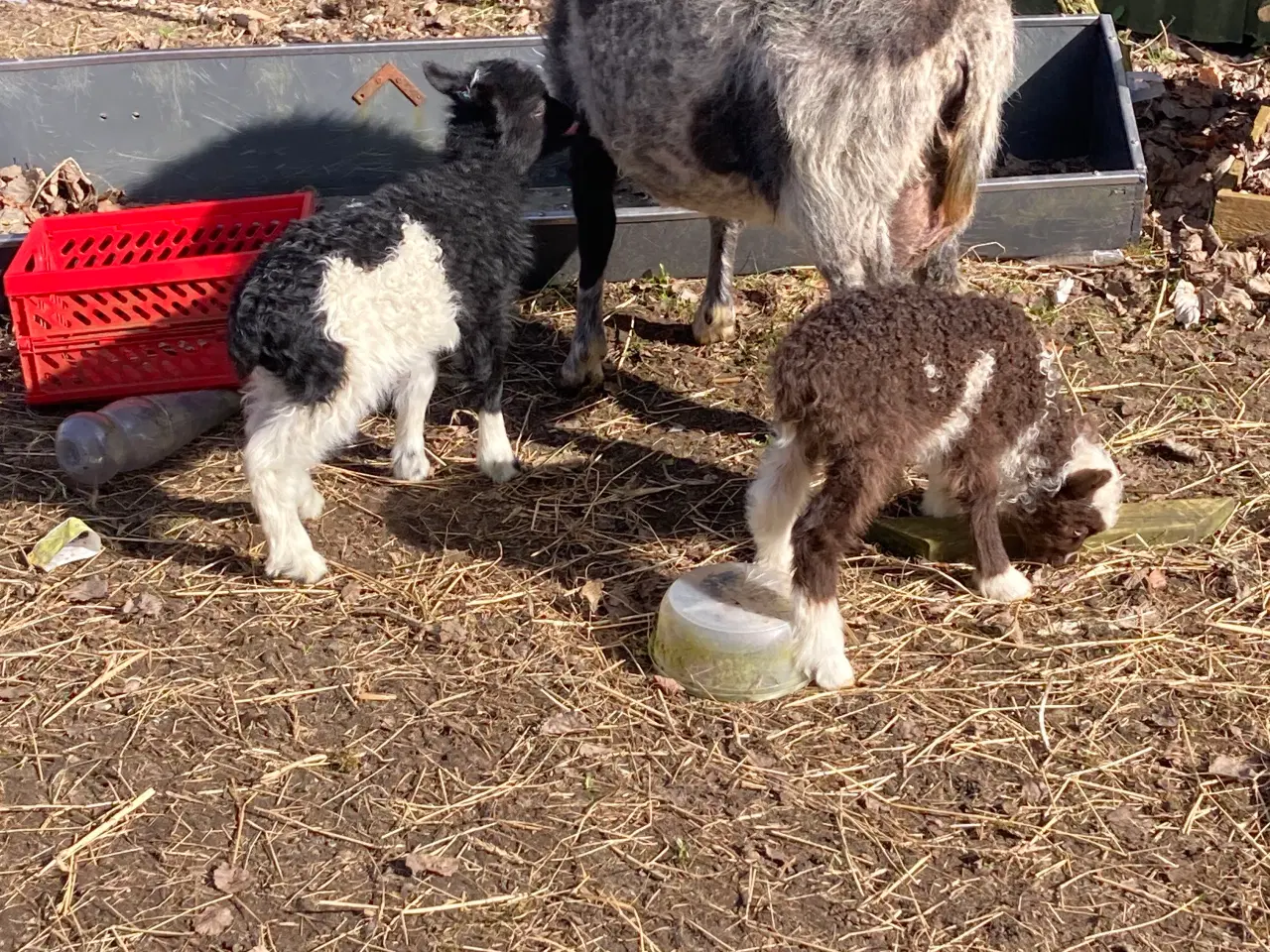 Billede 8 - 4 Gimmer lam spælsau 