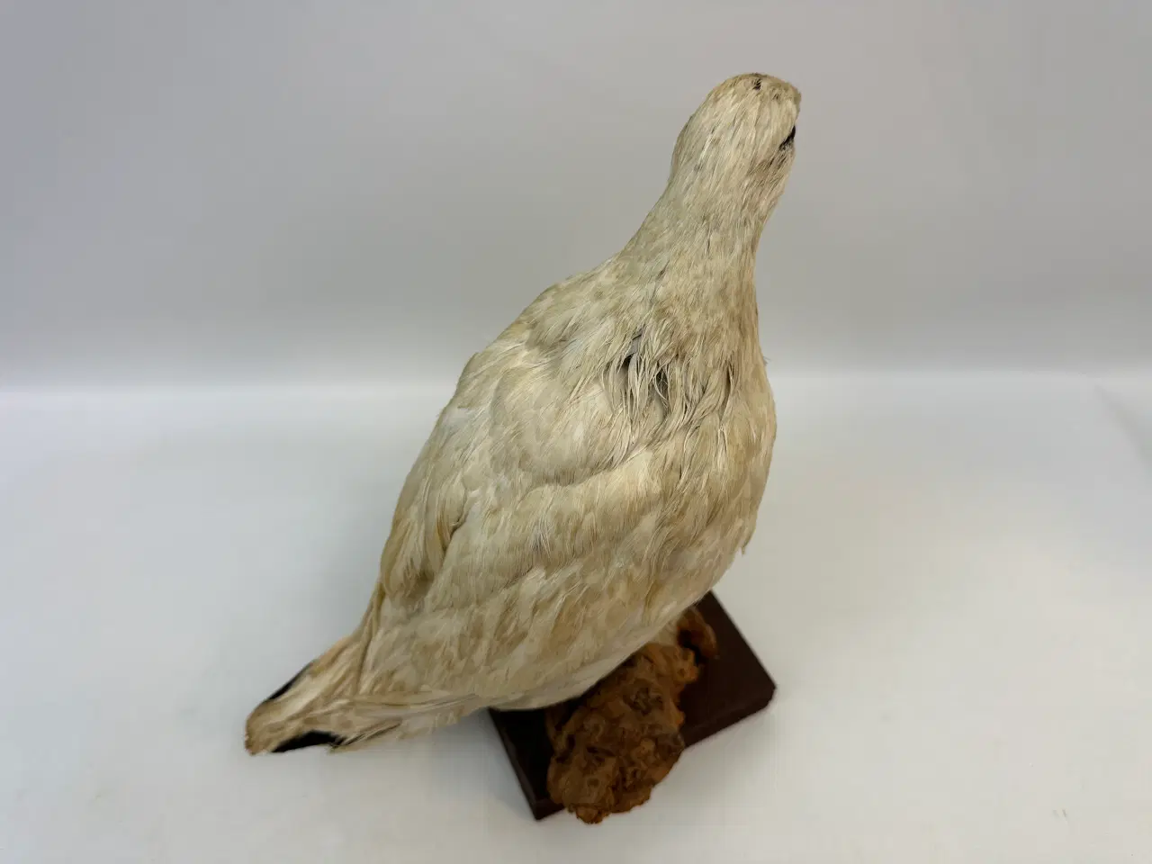 Billede 3 - Udstoppet Rybe 