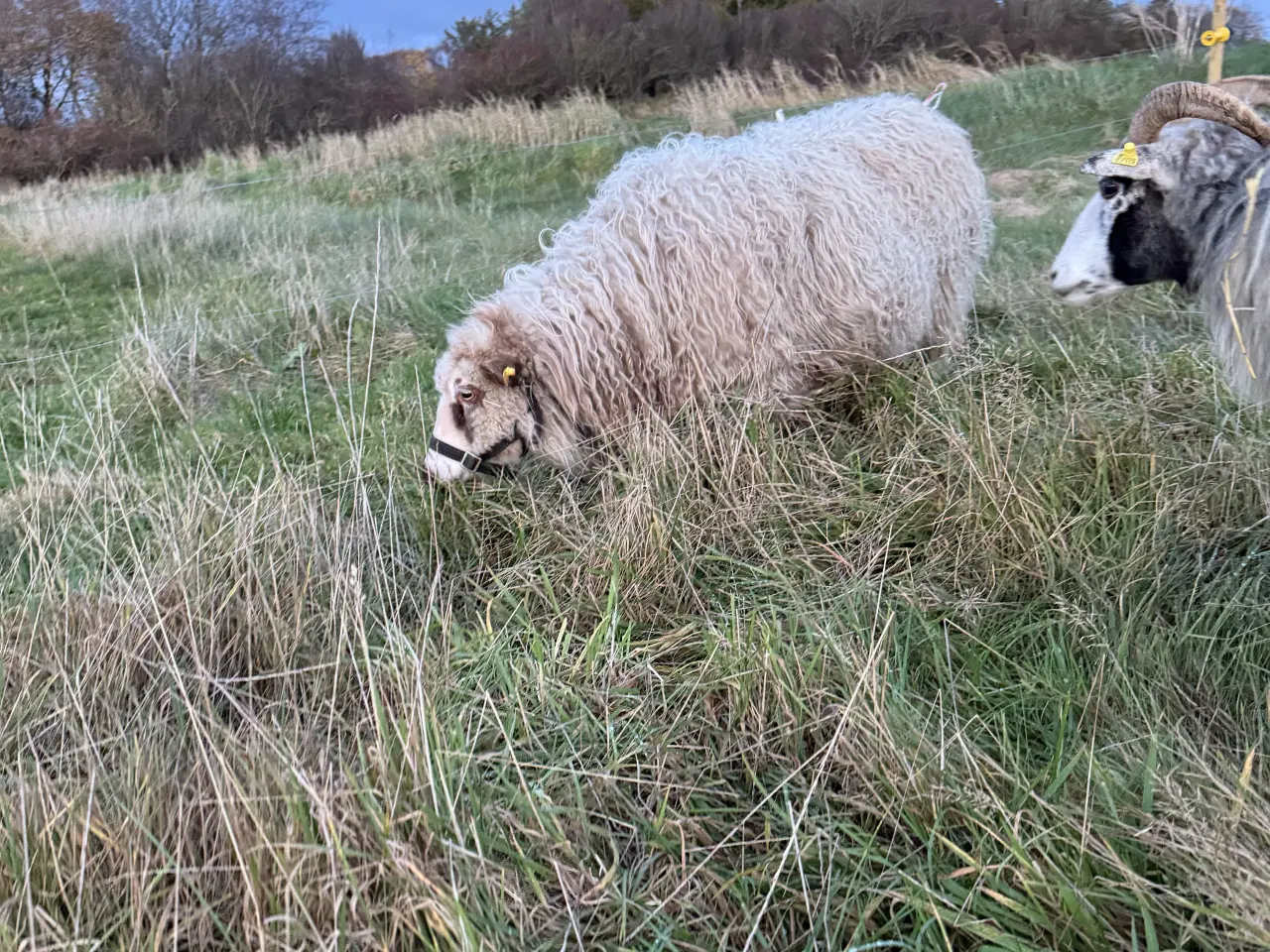 Billede 6 - Spælsau moderfår
